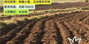 河北邢台一公司月薪7000元招职业农民，若外派新疆每月补贴3300元，工作人员：已招满，限本地人